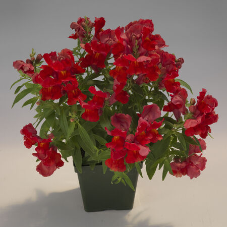 Scarlet Floral Showers, (F1) Snapdragon Seeds - Packet image number null